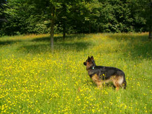 7 juni 2006