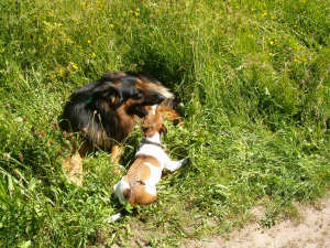 11 juni 2006