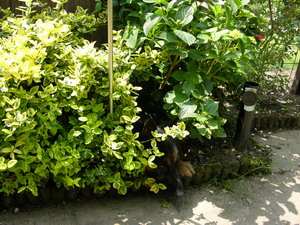 8 juni 2008